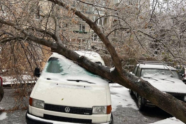 Деревопад у Львові: більше сотні дерев пошкодили лінії електропередач