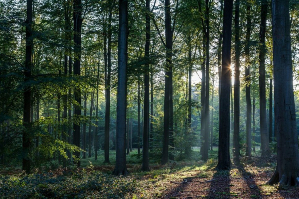 Незаконно приватизований ліс вартістю 4 мільйони гривень, повернуть державі