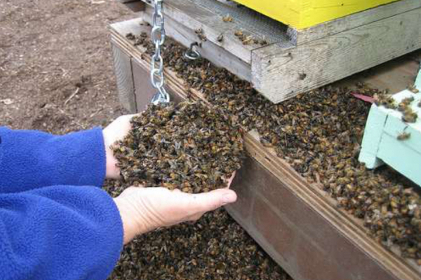 Мільйони бджіл на Львівщині загинули через отруєння невідомими хімікатами 