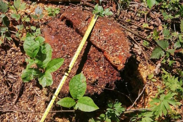 Держекоінспекція виявила на Львівщині незаконну рубку понад 320 дерев