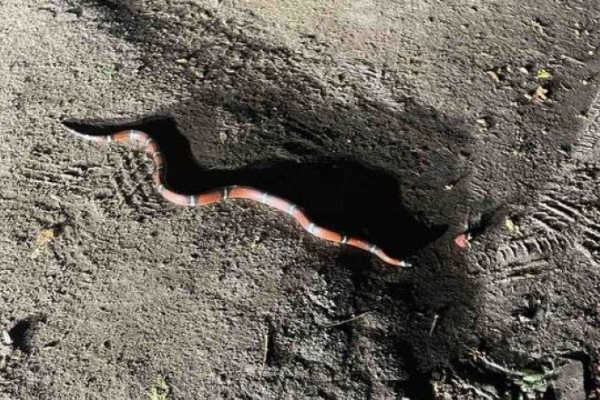 У Львові рідкісна змія втекла із Екоцентру