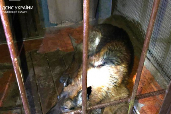 На львівщині собака впала у люк і не могла вибратися