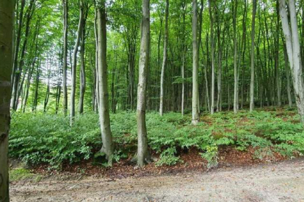 Земельну ділянку лісу в Брюховичах вартістю 12 млн грн вилучено з приватної власності