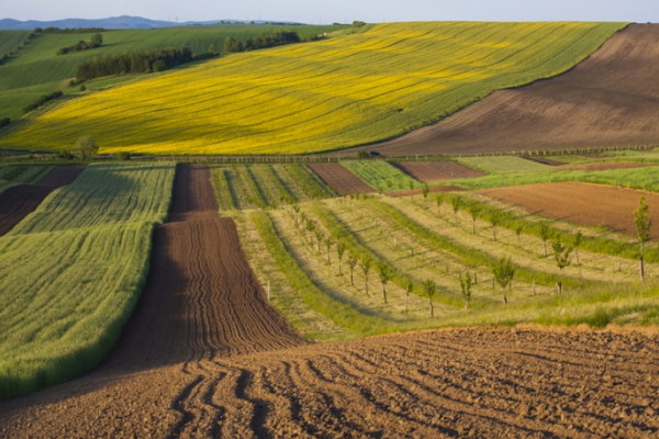 На Львівщині ексголова сільради незаконно передала у приватну власність 1 га землі