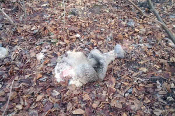 На Львівщині браконьєри вбили двох козуль