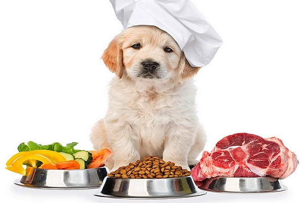 Основи харчування собак: від основного корму до ласощів