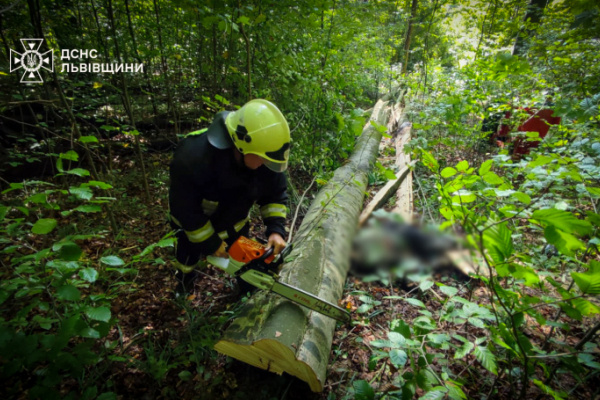 У лісі на Львівщині чоловік загинув внаслідок падіння дерева