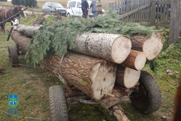 На Львівщині за незаконну вирубку лісу засуджено чоловіка